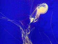 -上海海洋水族馆