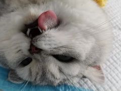 -关爱宠物医院·猫科中心·消化科(滨湖万达分院)