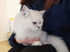 -萌喵咖啡屋(人民东路4号口M16商铺店)