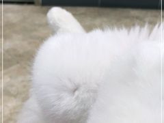 -美联众合动物医院·24h转诊中心