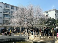 -桃花堤公园