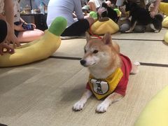 -逗柴咖啡屋·狗咖猫咖宠物桌游