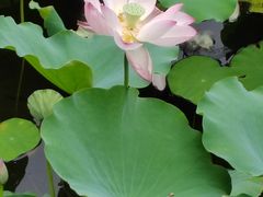 -荔湾湖公园