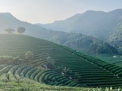-龙坞茶村