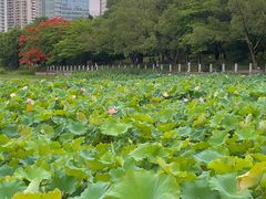 -南宁南湖公园