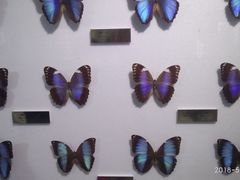 -上海昆虫博物馆