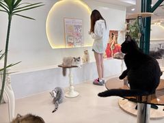 -共舞时光猫咖·狗咖(新街口店)