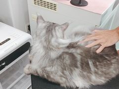 -爱洗澡的猫(天河路店)