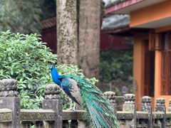 -都江堰普照寺