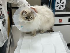 -中农大我爱我爱动物医院·核磁CT·猫病·24小时夜诊中心(石佛营店)