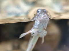 -上海大自然野生昆虫馆(东方明珠·爬宠昆虫探索中心)
