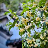 桂拂清风菊带霜