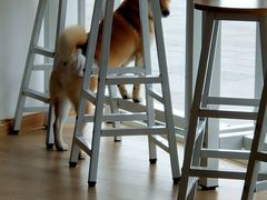 大堂-南京Hallo宠物乐园·哈罗犬舍·柴犬繁育基地