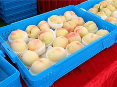 -田园东方蜜桃村的田野营地