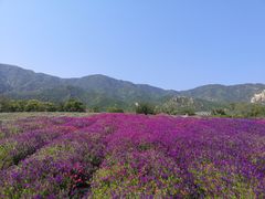 -紫云台香草园
