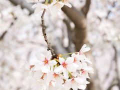 -古柏渡丰乐樱花园