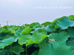 -嘉北郊野公园