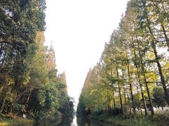 -上海长兴岛郊野公园