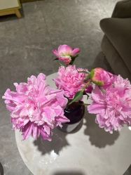 -MIDA蜜哒•科技逆龄美肤连锁