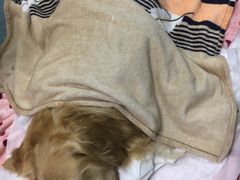 -奈斯宠物医院·核磁CT·异宠专科·内镜(中南店)
