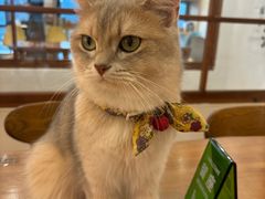 -猫小主咖啡·猫咖cat cafe(福田店)