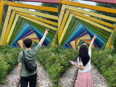 -合肥滨湖国家森林公园