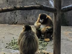 -西霞口神雕山野生动物世界