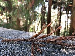 -井冈山风景名胜区-黄洋界
