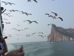 -长岛万鸟岛