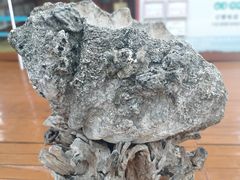 -蓝湾碧波·老字号·疍家非遗海上餐厅