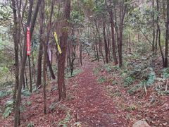 -铁山坪森林公园