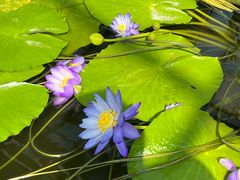 -国家植物园南园