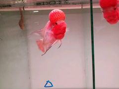 -中环花鸟鱼虫市场