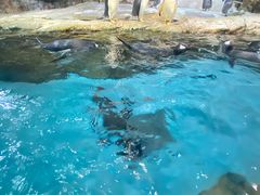 -哈尔滨波塞冬海底世界