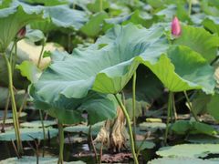 -洪湖生态旅游区