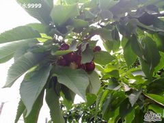 -意大利农场度假村