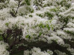 -泰丰公园