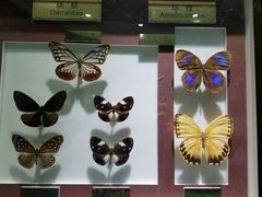 -上海昆虫博物馆