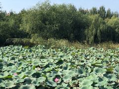 -前关湿地公园