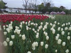 -杭州湾海上花田景区