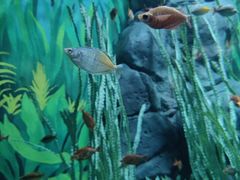 -上海海洋水族馆