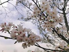 -花博汇(知音花月夜)