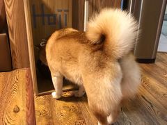-柴务处·柴犬主题狗咖