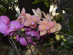 -庐山风景区花径公园
