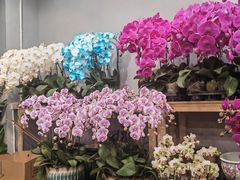 -双季花艺园艺市场(浦东店)