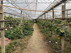 -马陆小张葡萄园农家乐