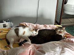 -瑞派先诺宠物医院•猫专科•普外科•中兽医(佛山院)
