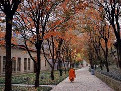 -西安大兴善寺
