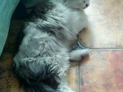 -Sirena海妖日咖夜酒