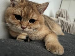 -猫十亿·布偶金渐层·曼基康矮脚猫舍(青年路店)